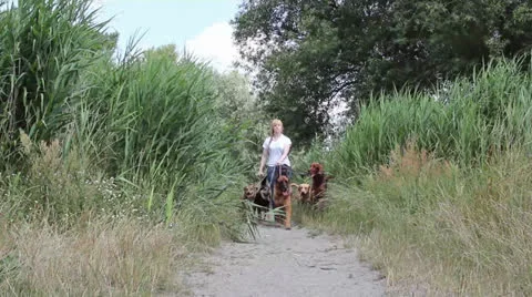 Professional dog walking Stock Footage 26184357