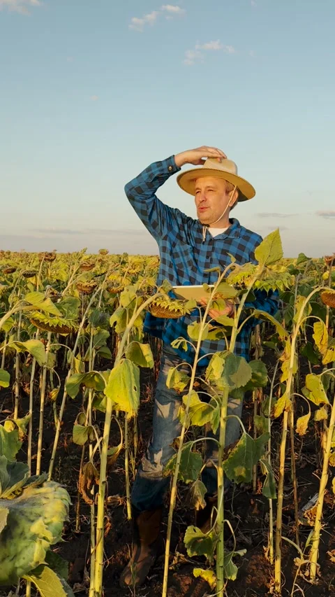Professional farm analysis, man documenting agriculture insights, field study on Stock Footage 312235202