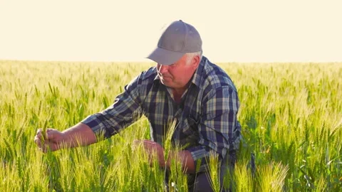 Professional farmer checking wheat spikelets Stock Footage 265069606