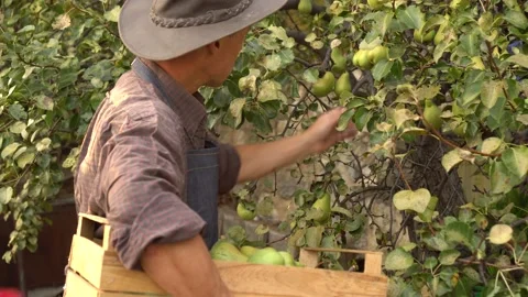 Professional farmer in hat picking pears from fruit garden. Farm business Stock Footage 140809977