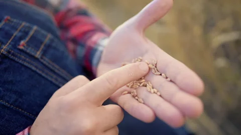 Professional farmer preparing to sowing, viewing rye or wheat grains on palm. Stock Footage 341565588