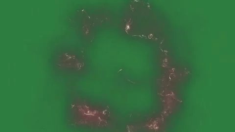 Professional Flower Looping With Spots Green Screen Element Stock Footage 338017363