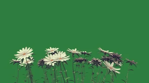 Professional Flowers Animated Element Stock Footage 338016408
