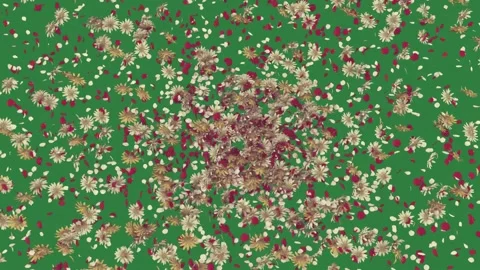 Professional Flowers Dynamic Element Stock Footage 338016400