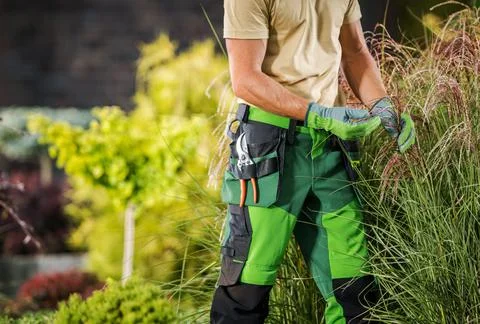 Professional Garden Worker Checking on Decorative Grasses Stock Photos