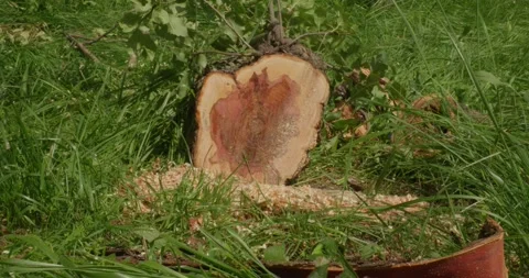 A professional gardener carefully cuts down an old apple tree trunk with a Stock Footage 317634551