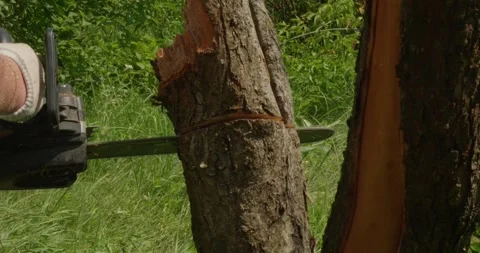 A professional gardener cuts down an old apple tree trunk with a chainsaw Stock Footage 326004756
