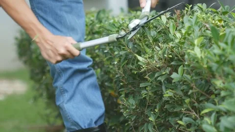 Professional gardener pruning an hedge Stock Footage 71970928
