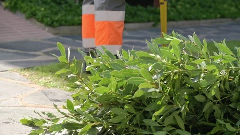 Professional gardener pruning shrubs in residential area Stock Footage 331285539