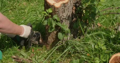 Professional gardener removing old apple tree stump using chainsaw, meticulously Stock Footage 326651449