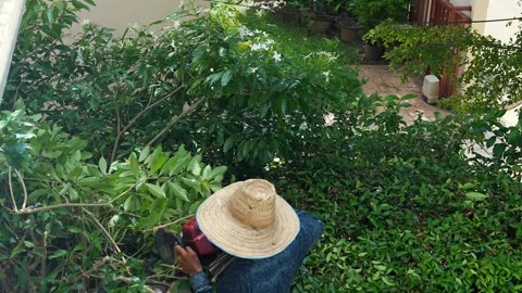 Professional gardener with tree trimming machine cutting tree branches. Stockbeeldmateriaal 251303822