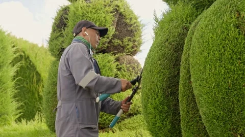 Professional gardener trimming hedges with shears Stock Footage 342183059