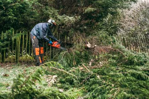 Professional gardener using chainsaw Stock Photos