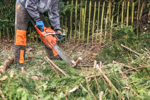 Professional gardener using chainsaw Stock Photos