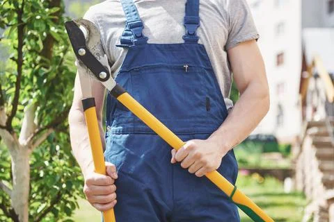 A professional gardener at work cuts fruit trees. Stock Photos