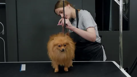 Professional groomer combing a Pomeranian dog Stock Footage 312435053