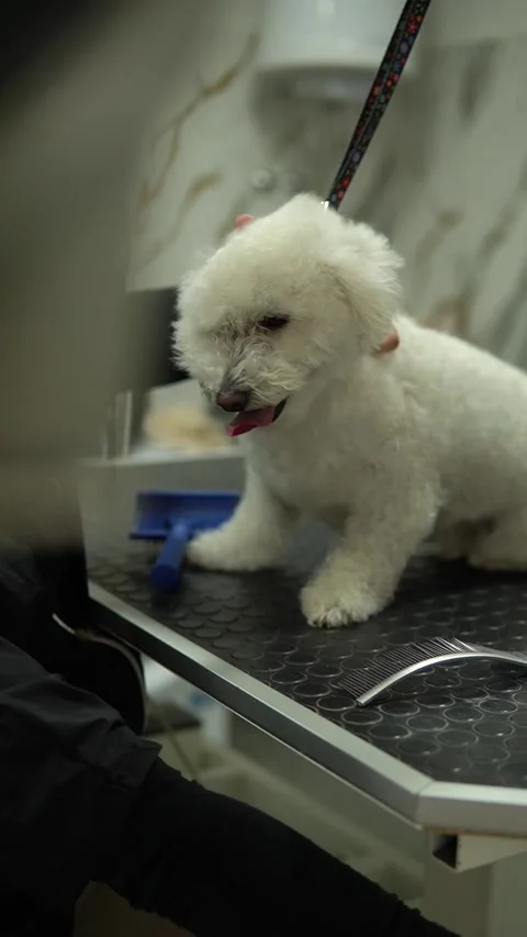 Professional groomer drying and combing hair of funny little white dog 스톡 동영상 328300644
