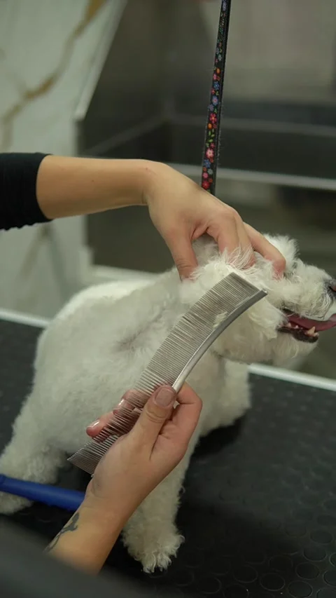 Professional groomer drying and combing hair of funny little white dog 스톡 동영상 328300762