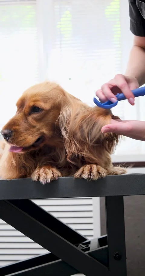 Professional groomer gently brushing cocker spaniels fur, maintaining lustrous Stock Footage 316753916