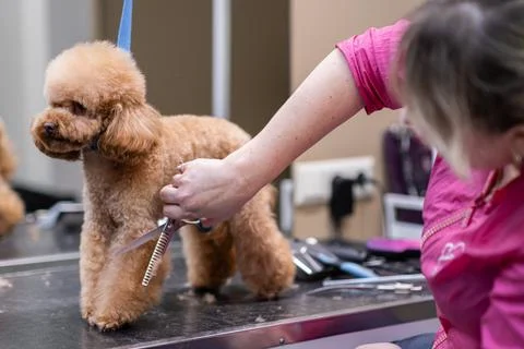 Professional groomer using scissors and a clipper to trim the fur of the little Stock Photos