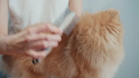 A professional groomer at work Stock-Footage 172591417