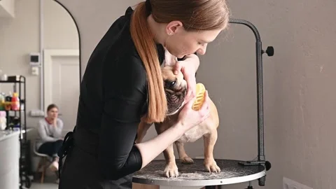 Professional grooming service emphasizing customer satisfaction and pet health Stock Footage 305646549