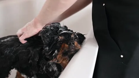 Professional grooming session for black spitz, grooming tools enhancing fur Stock Footage 306668913