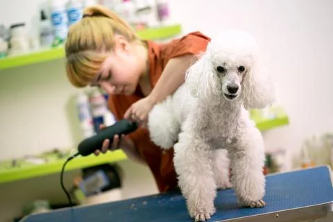 Professional grooming white poodle. Dog gets hair cut at Pet Spa Grooming S.. Stock Photos