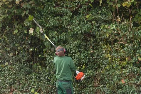 Professional hedges cutting Stock Photos