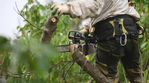 Professional in his field. using a chainsaw to trim a walnut tree, pruning trees Stock Footage 129002087