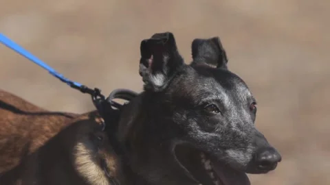 Professional K9 Unit Attack and Bite Training Demonstration Stock Footage 347326689