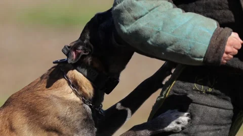 Professional K9 Unit Attack and Bite Training Demonstration Stock Footage 347326710