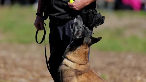 Professional K9 Unit Attack and Bite Training Demonstration Stock Footage 347326728