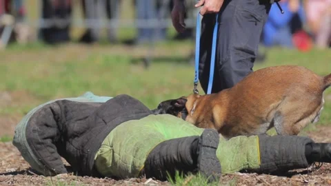 Professional K9 Unit Attack and Bite Training Demonstration Stock Footage 347326751