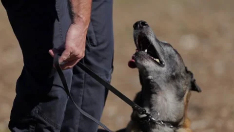 Professional K9 Unit Attack and Bite Training Demonstration Stock Footage 347326809