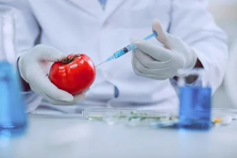 Professional knowledgeable scientist testing tomatoes Foto stock
