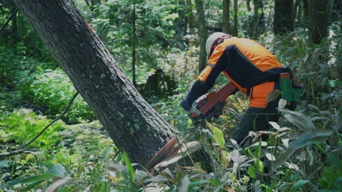 A professional logger is cutting down a tall tree with a chainsaw Stock Footage 142905018