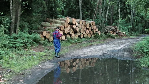 A professional logger keeps records of logs felled in the forest Stock Footage 133759848