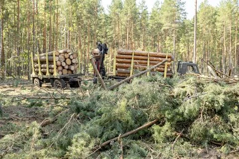 Professional logging. Logs loaded onto trailers after felling Stock Photos