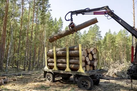 Professional logging. The process of loading logs onto a trailer for furthe.. Stock Photos