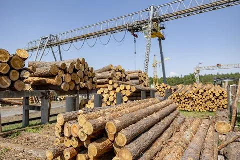 Professional logging. Wood processing plant. Stock Photos