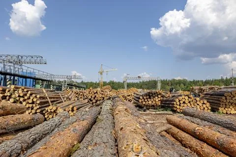 Professional logging. Wood processing plant. Stock Photos