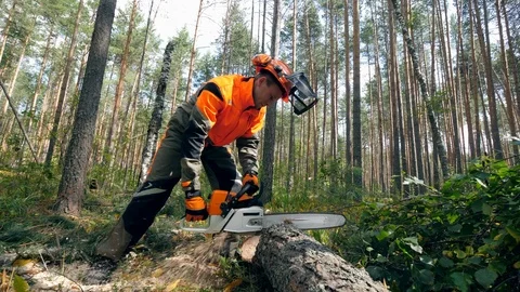 Professional lumberjack cuts tree with a chainsaw. Video stock 115838688