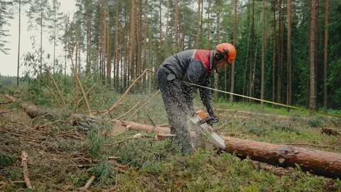 Professional lumberjack cuts tree with a chainsaw. Stock Footage 233909923