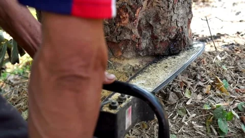 Professional lumberjack cuts tree with a chainsaw in a woods, Deforestation, Stock Footage 336570774