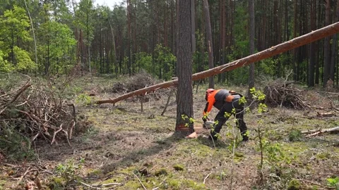 A professional lumberjack cutting down a dangerous tree near a public road Stock Footage 336862266