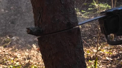 Professional Lumberjack Cutting a Tree with a Chainsaw Stock Footage 333013058