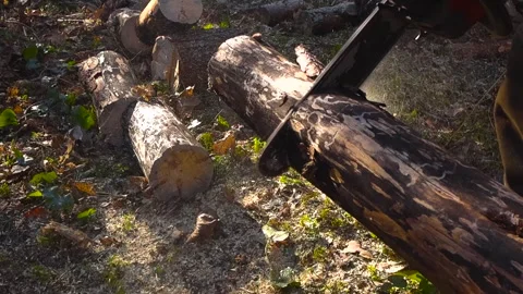Professional Lumberjack Sawing a Fallen Tree with a Chainsaw Stock Footage 332639370