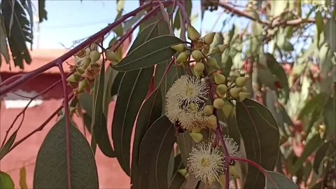 Professional Macro of Bee on Flowering Eucalyptus Stock Footage 333007350
