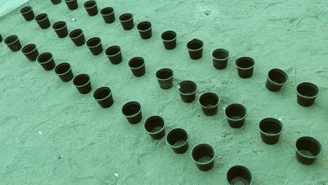 Professional nursery pots arrangement for efficient plant propagation 库存影片 333493497